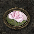 Pink Rose